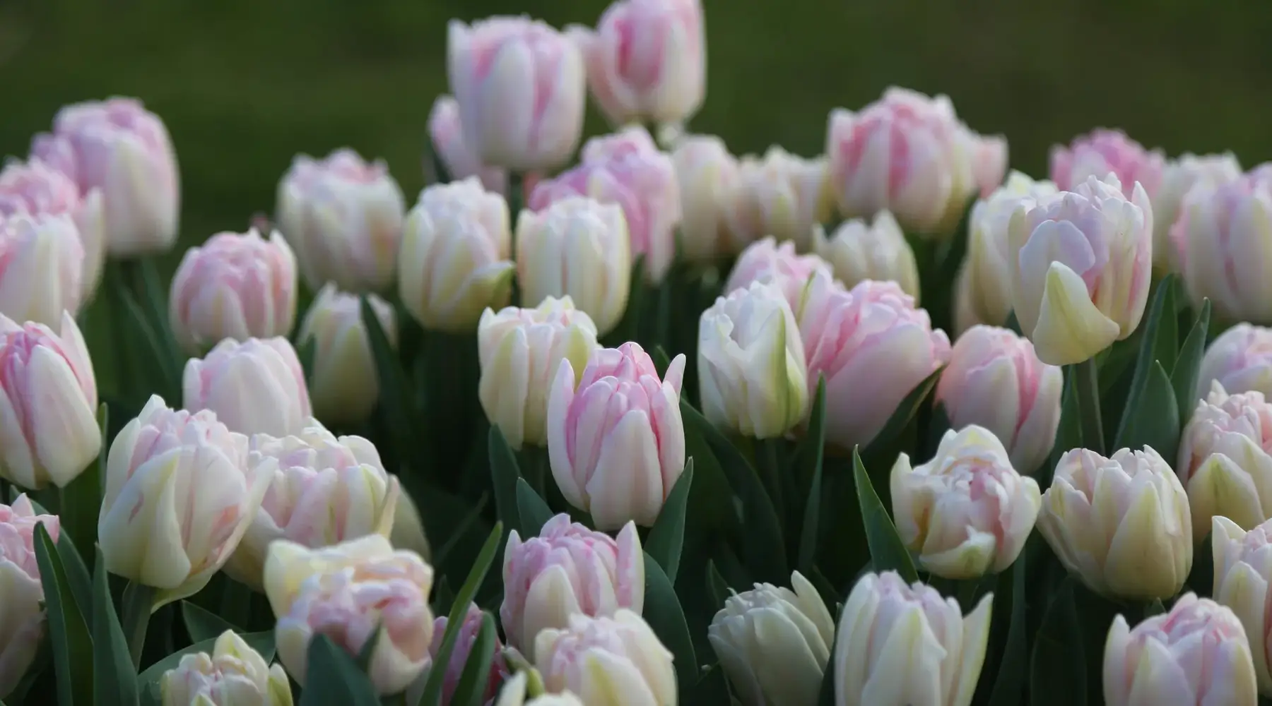 Blumenmarkt Groningen
