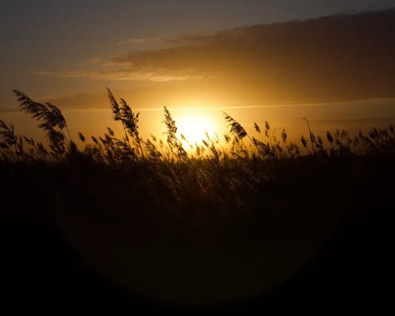 dry grass blowing