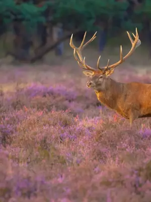 Hert op de heide 