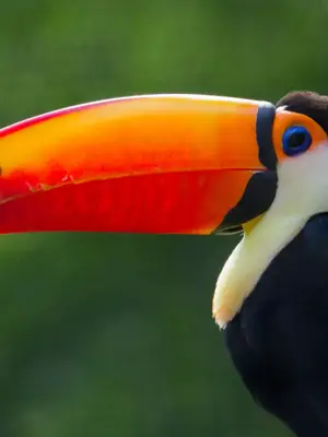 Toucan in the wild