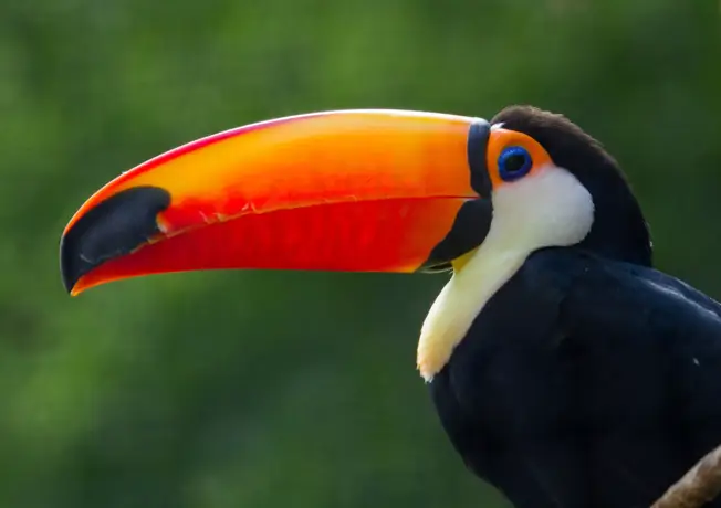 Toucan