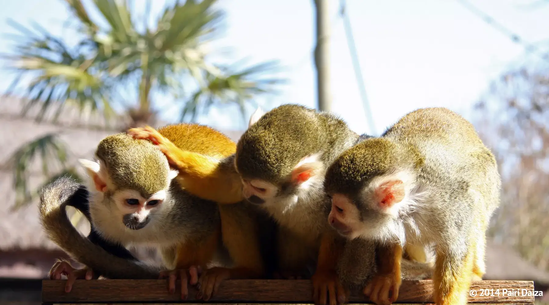 Zoo Antwerpen