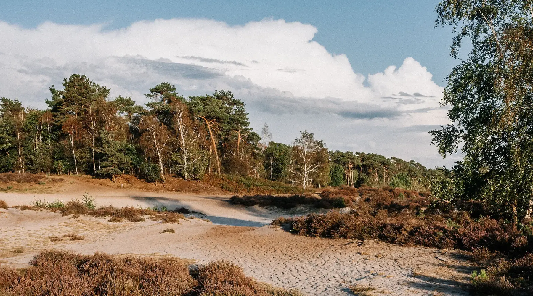Nationalpark De Maasduinen