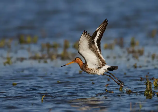 Niederländisches Vogelherbstwochenende