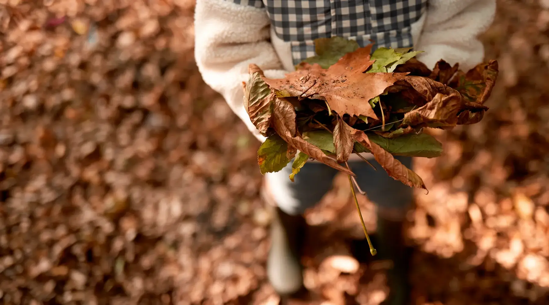 Herfstbladeren