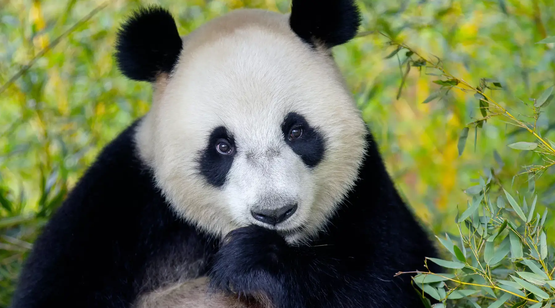 Panda in Ouwehands Zoo