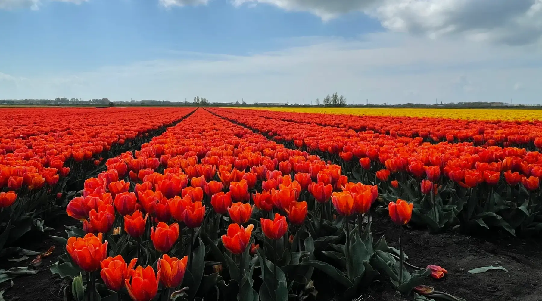 Lente in Hoorn