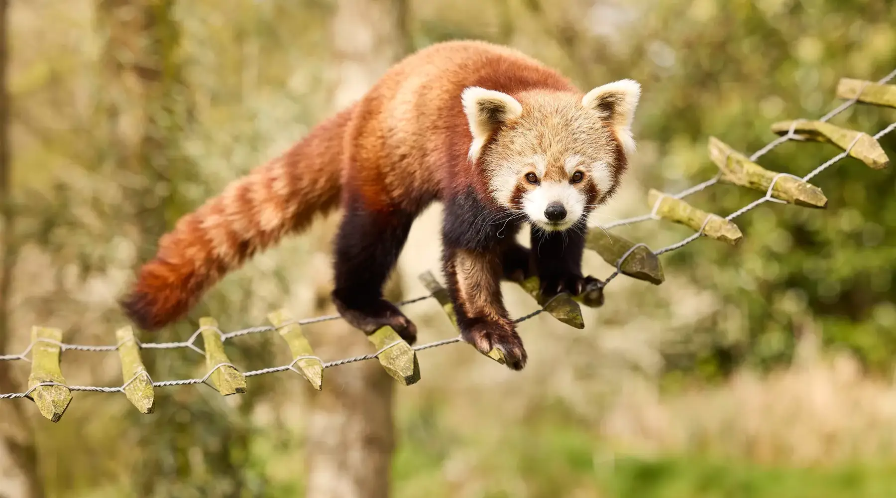 Roter Panda im Zoo
