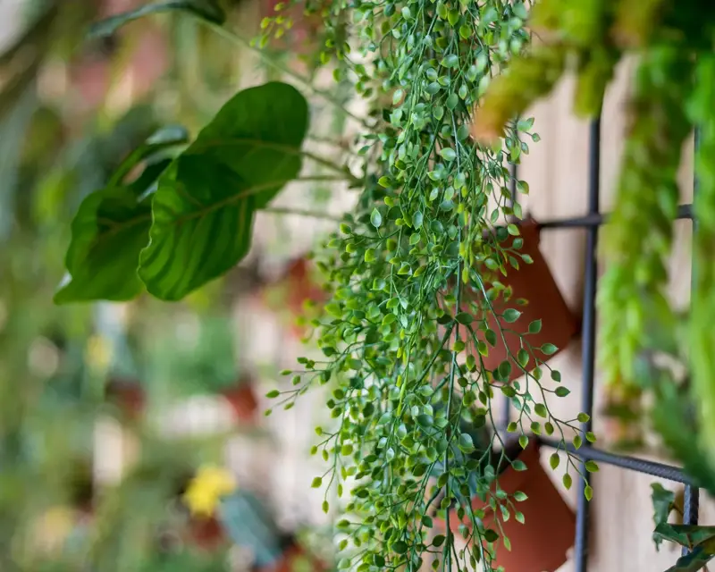 Nahaufnahme von grünen Blättern und Hängepflanzen an einer Pflanzenwand in einem natürlichen Tagungsraum.