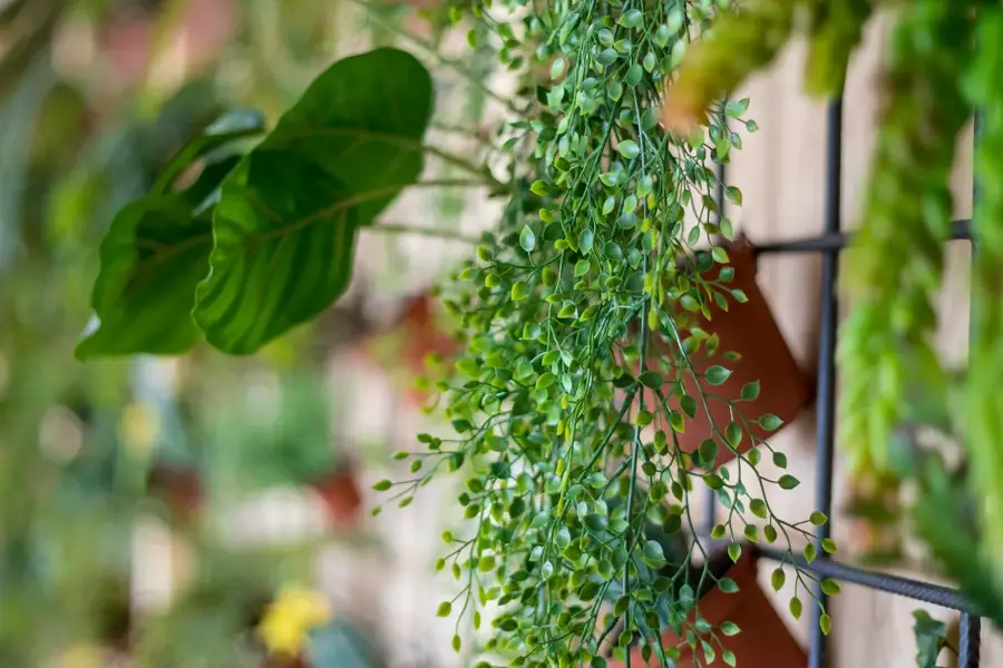 Close-up van groene bladeren en hangplanten aan een plantenwand in een natuurlijke vergaderruimte.