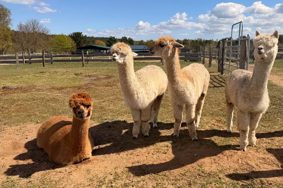 Alpakas