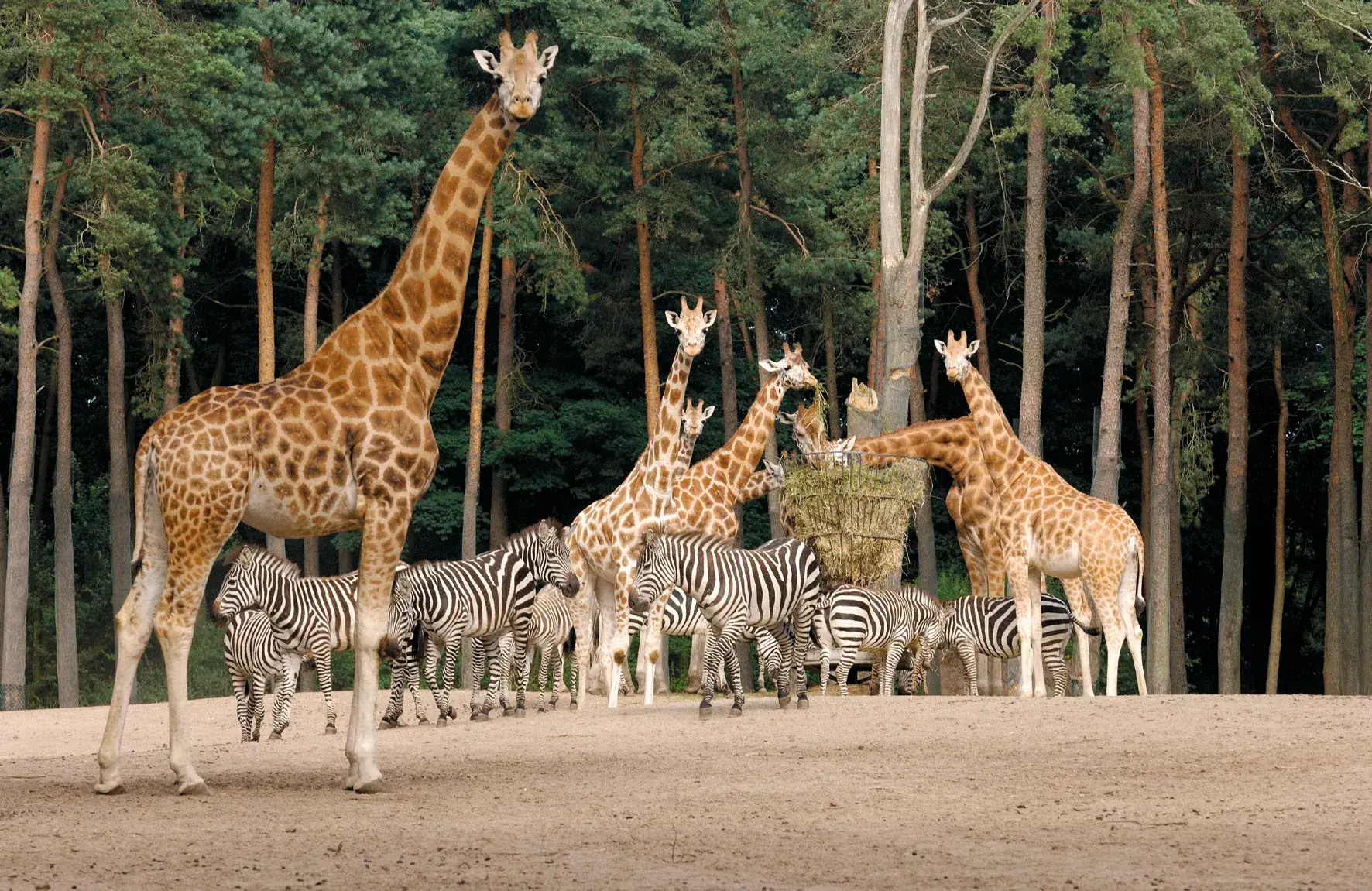 Giraffen en zebra's eten hooi