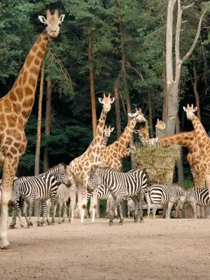 Giraffen en zebra's in Burger's Zoo