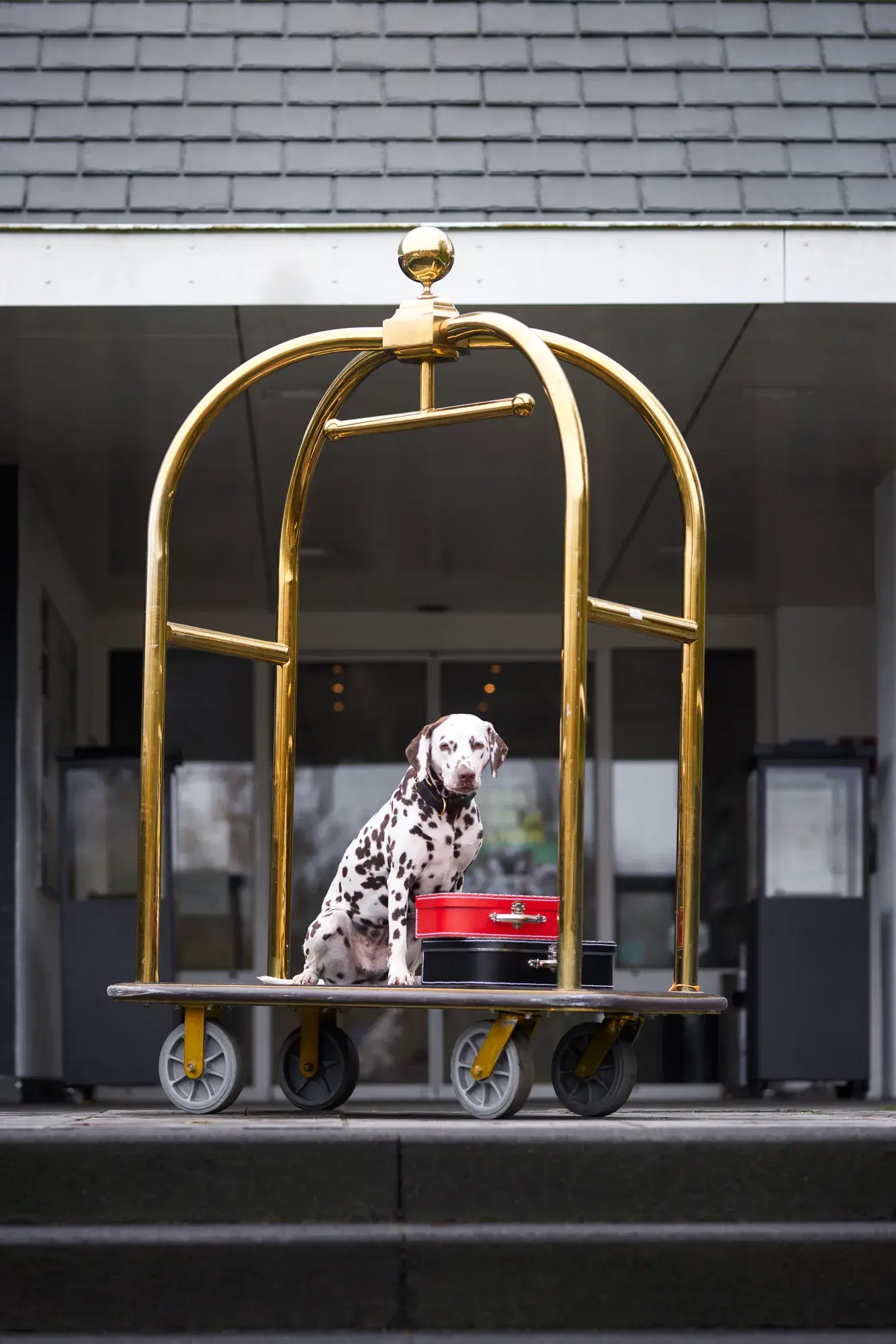 Hond op een trolley