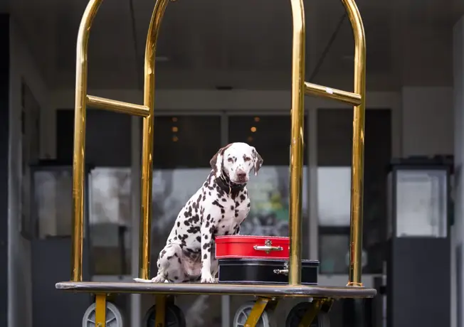 Hond op een trolley