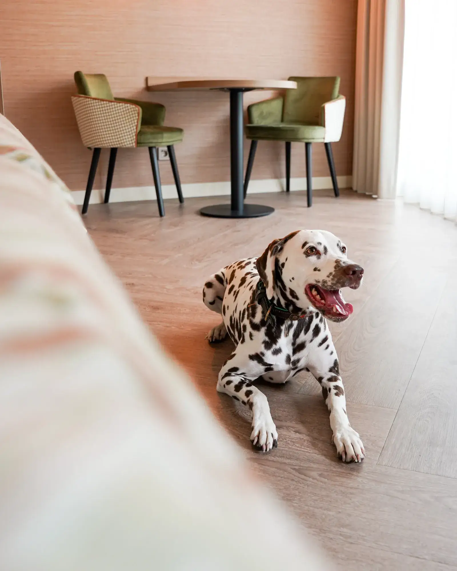 Honden arrangement