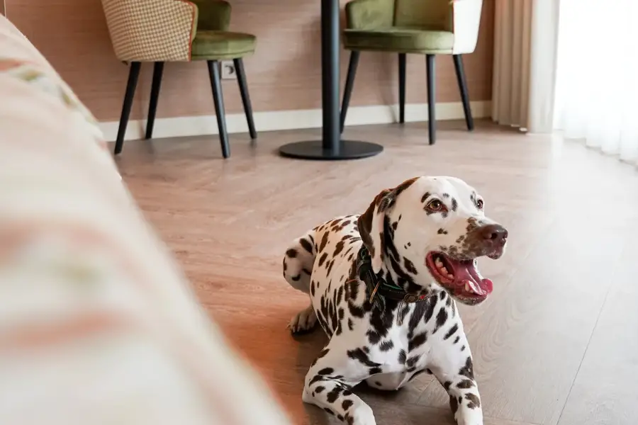 Honden arrangement