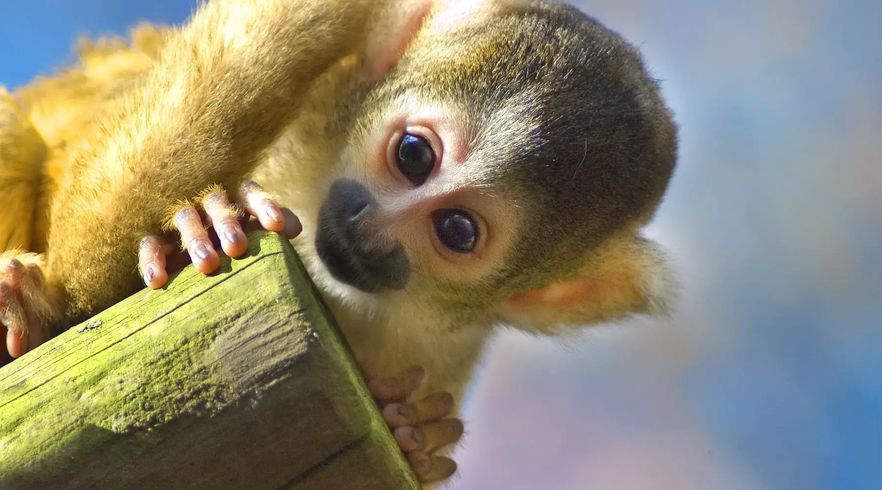 Singe capucin