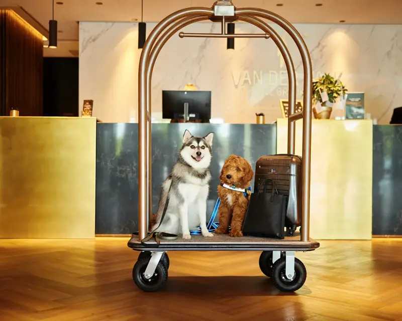 Honden op een bagagekar.