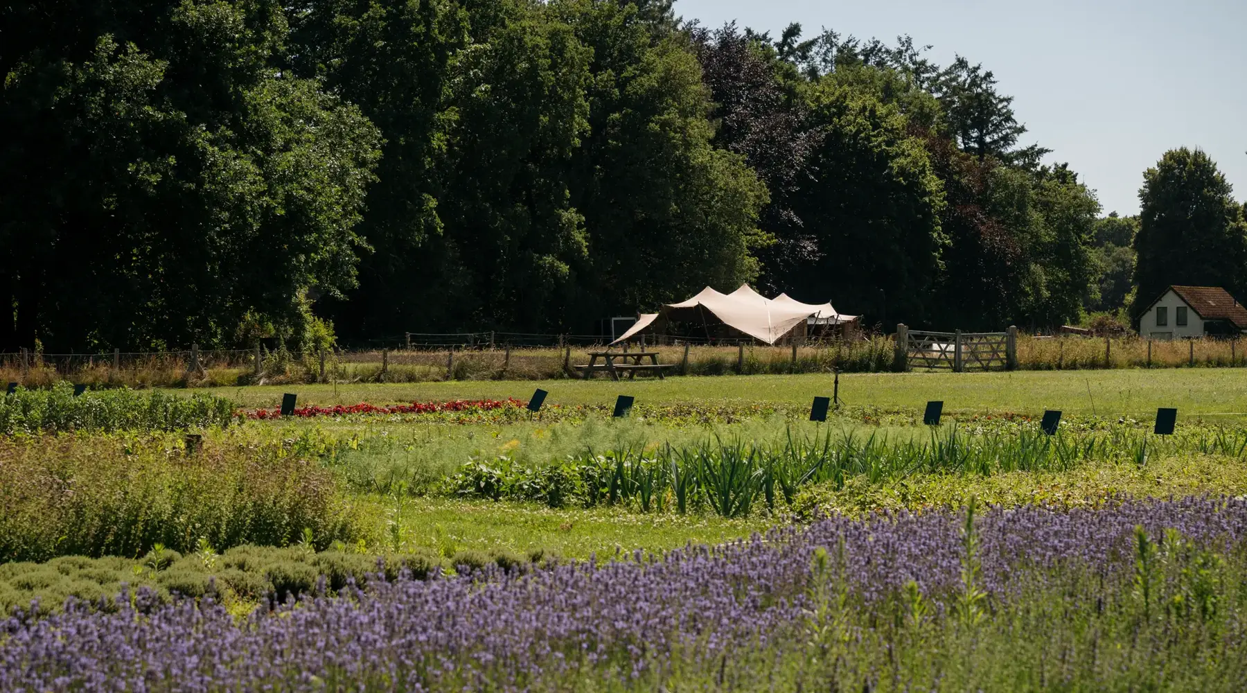 Vegetable garden with lavender and a beautiful beige outdoor tent in the background