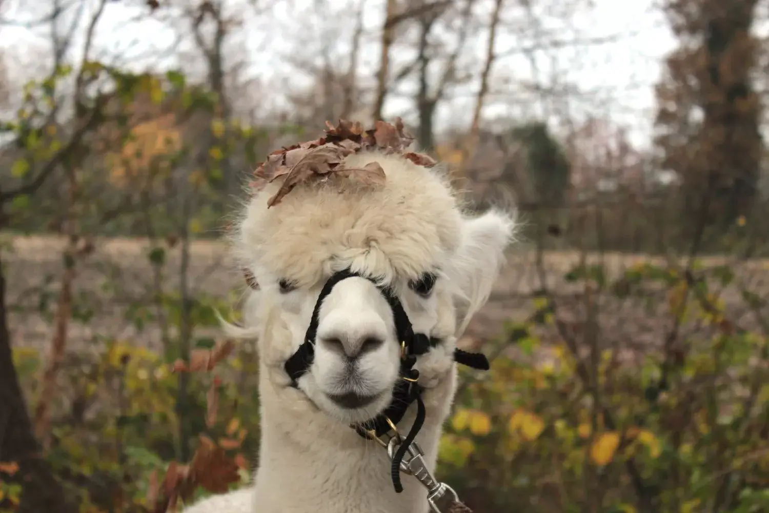Alpaca