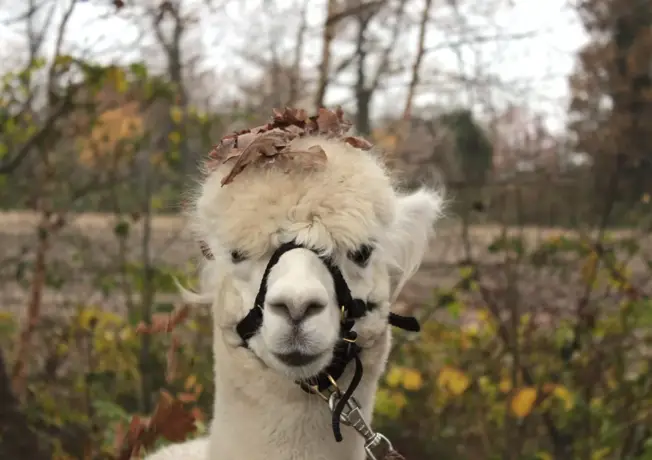 Alpaca