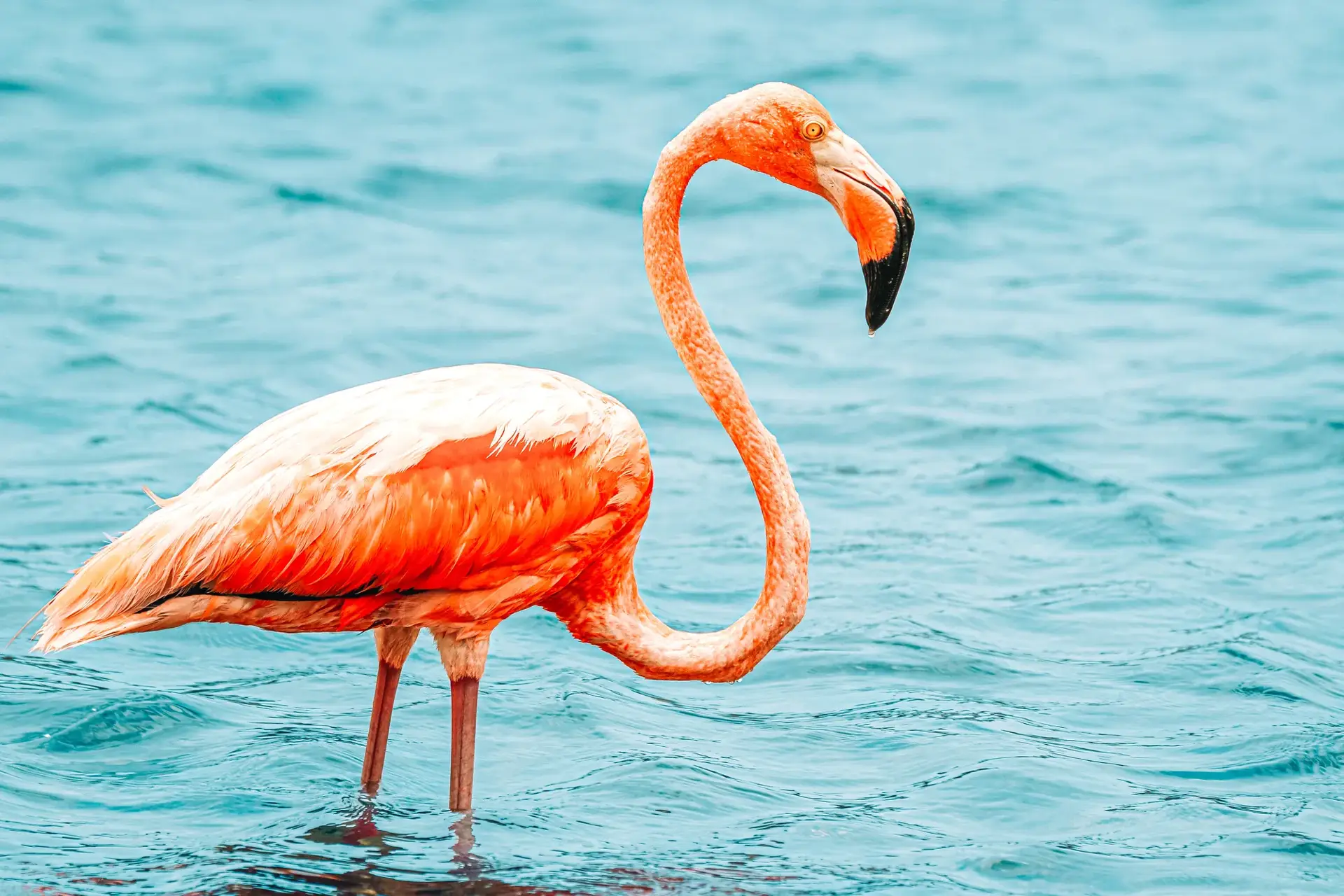 Washington Slagbaai Nationaal Park