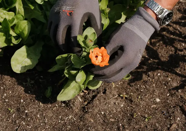 Moestuin