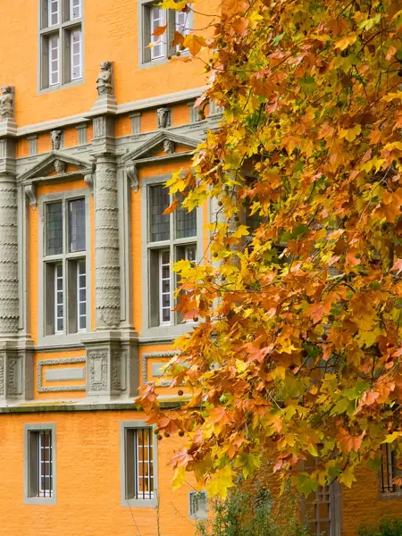Gelbes Gebäude und Baum in Herbstfarben in Mönchengladbach