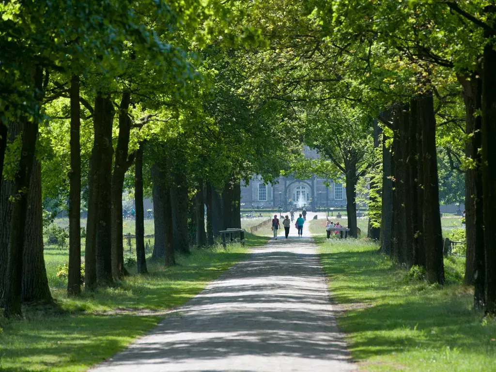 Bos in der Nähe von Almelo