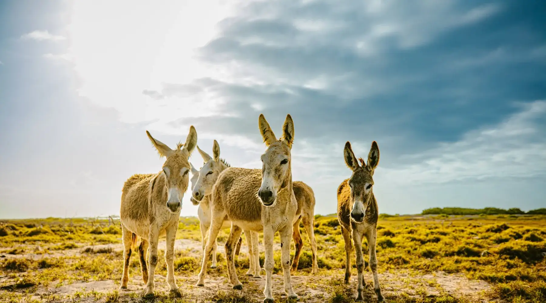 Donkey Sanctuary