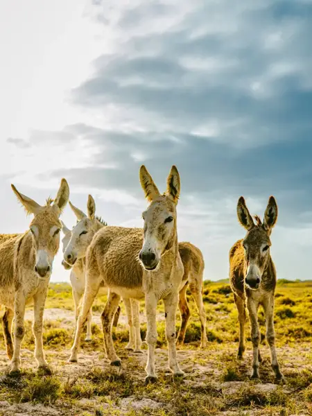 Donkeys at the Donkey Sanctuary in Bonaire
