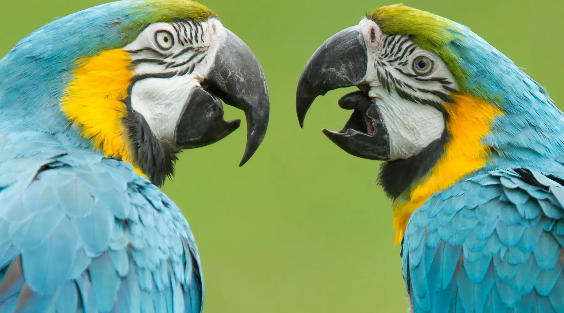 Les perroquets du zoo De Oliemeulen