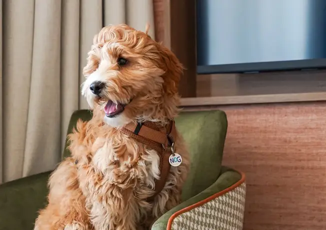Hundefreundliches Hotel in Gent