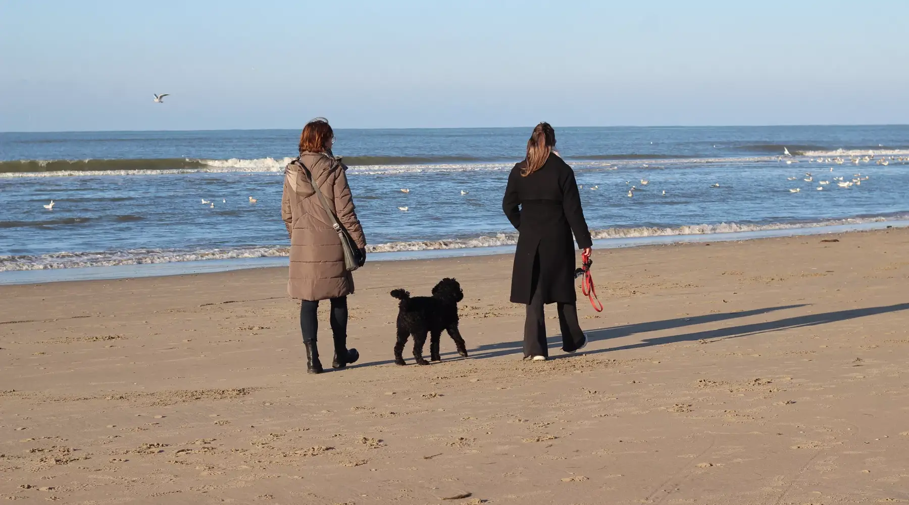 Wandeling in de winter op het strand met de hond en 2 eigenaren