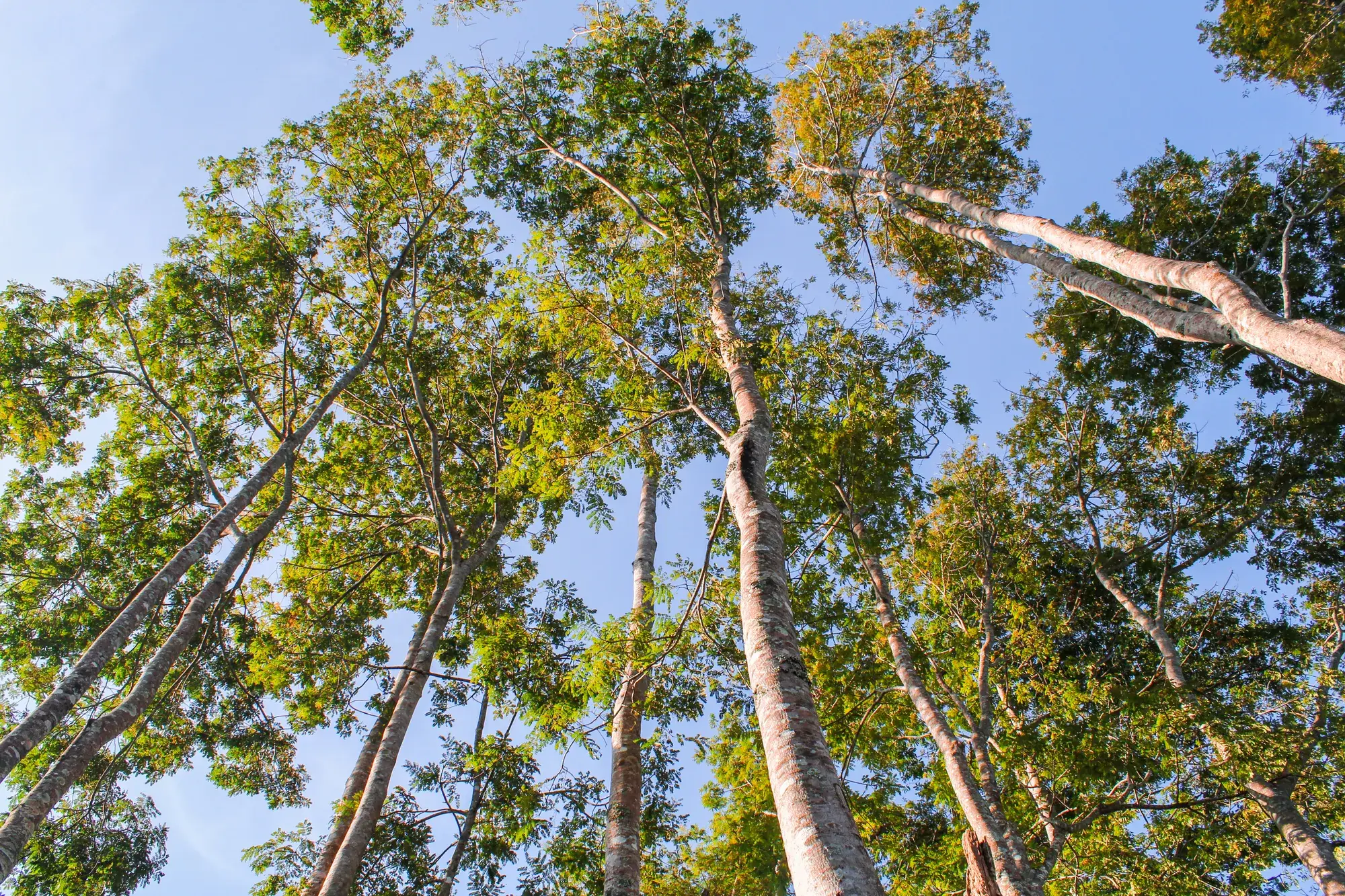 bomen