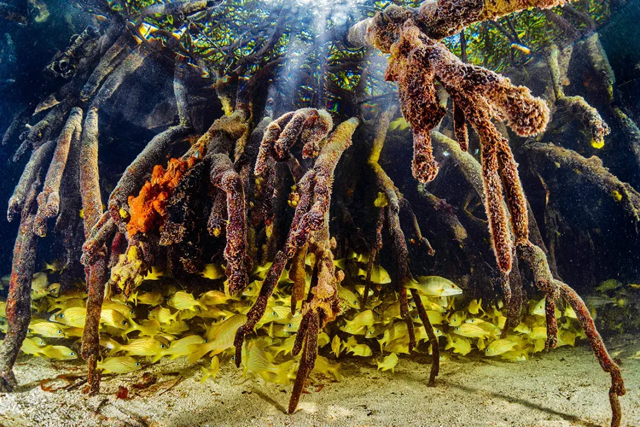 Mangrove