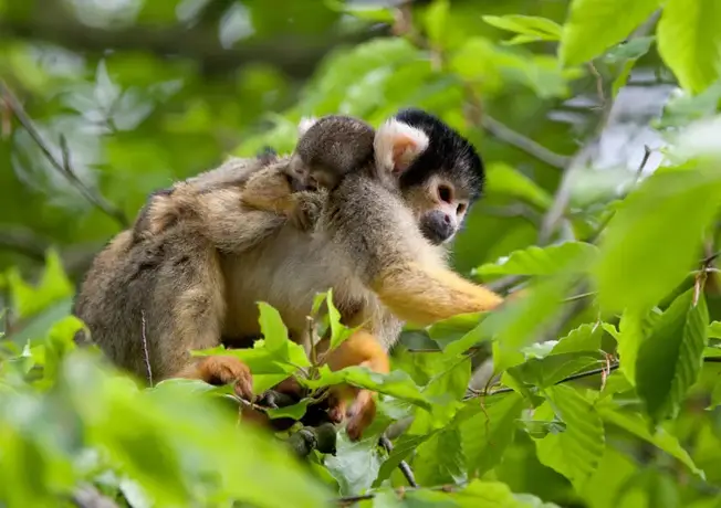 Kinderen met een maki