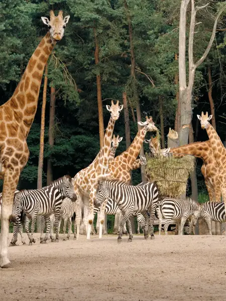Wilde dieren in de dierentuin van Duisburg