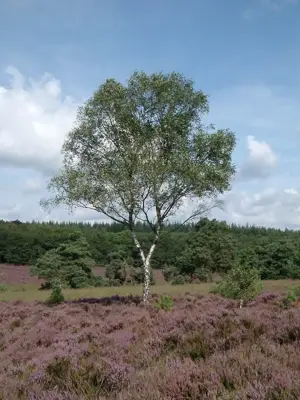 Boom omringt door heide