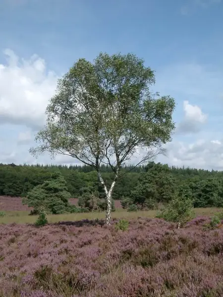 Boom op de Veluwe