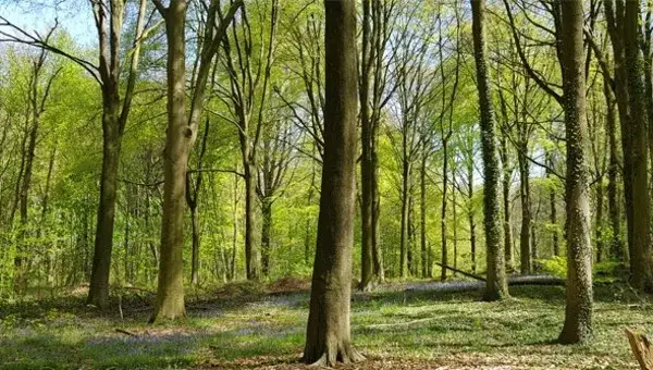 Kluisbos