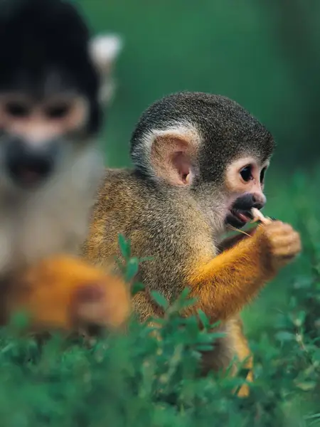 Monkey with a twig in its mouth