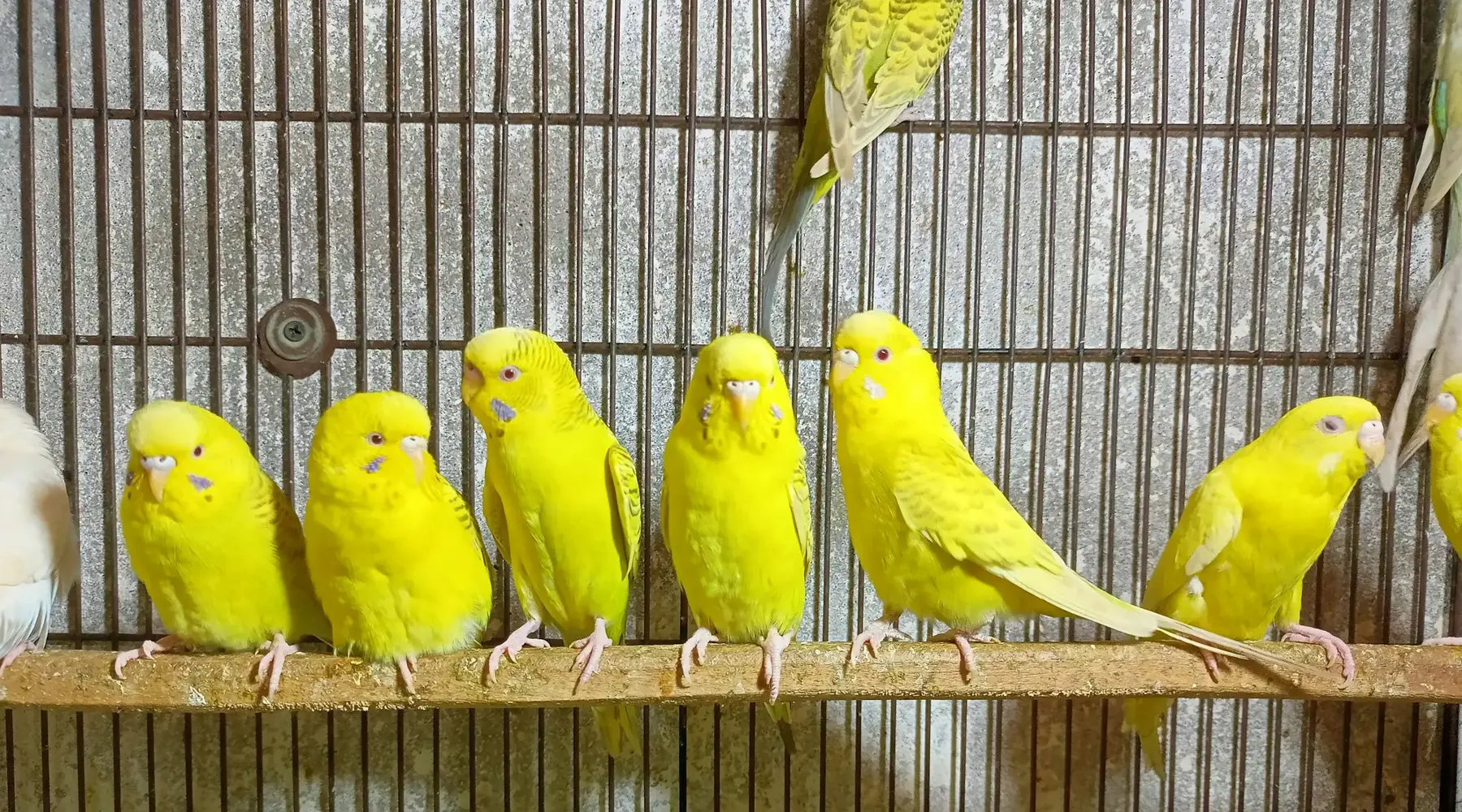 Bird market
