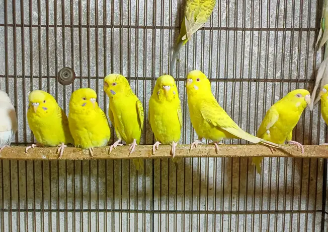 Vogeltjesmarkt in Antwerpen