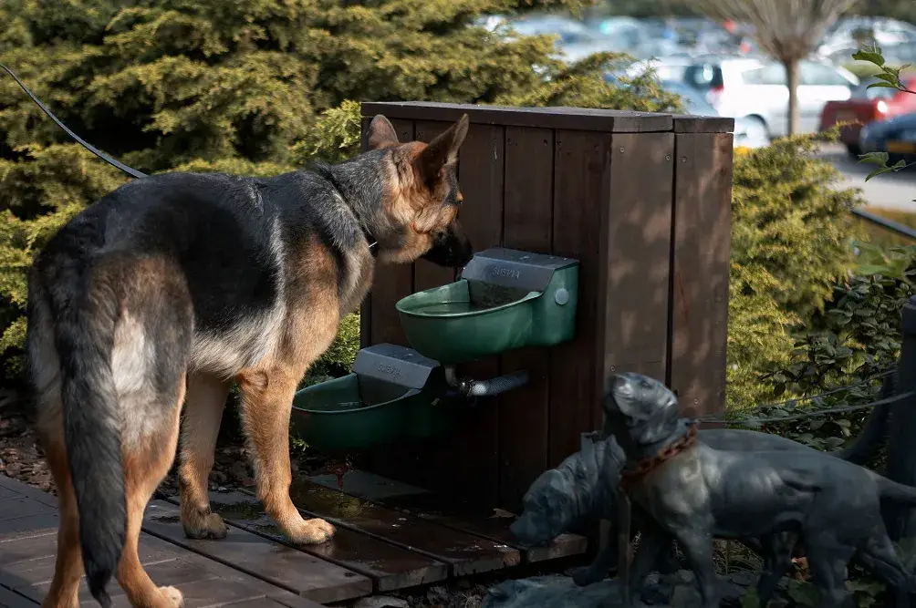 Hond welkom
