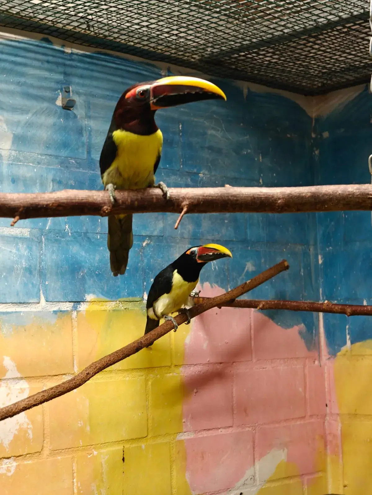 Toucan sponsored animal