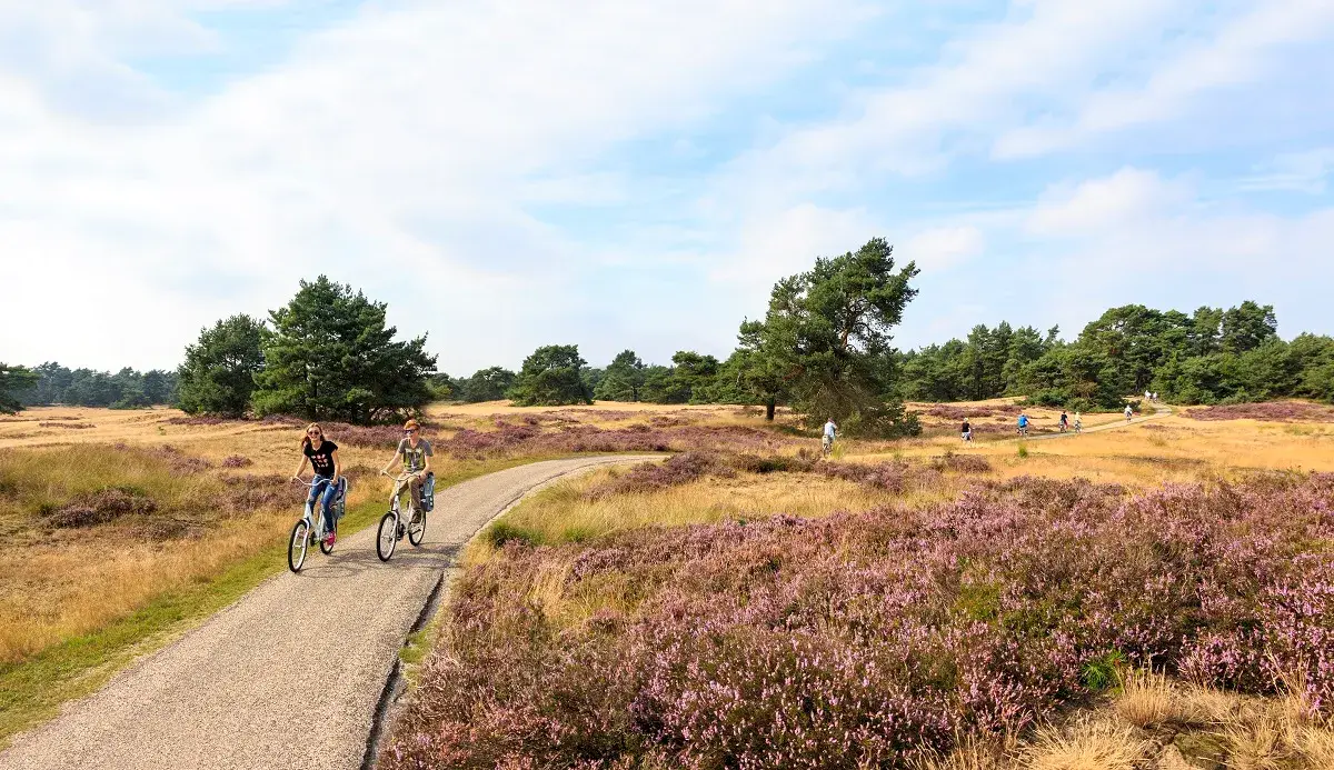 Mensen fietsen over de Veluwe
