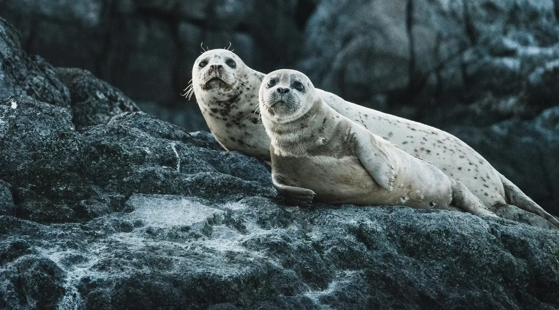 seals