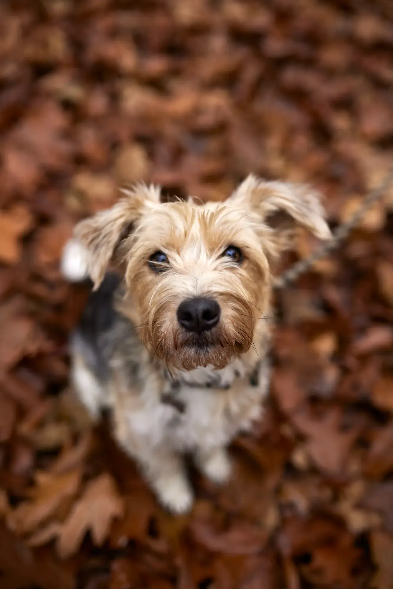 Sweet dog with light brown fur